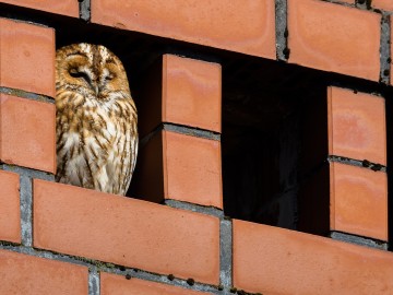 Wiosenny monitoring w Przedborskim Parku Krajobrazowym 2026., 